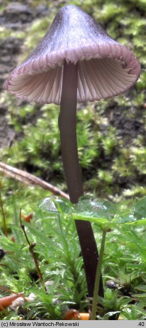 Mycena purpureofusca (grzybówka fioletowobrązowa)