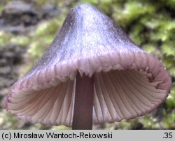 Mycena purpureofusca (grzybówka fioletowobrązowa)