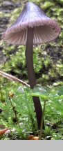 Mycena purpureofusca (grzybówka fioletowobrązowa)