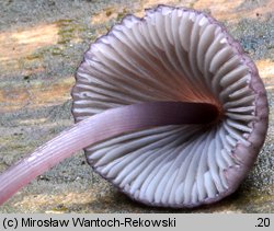 Mycena purpureofusca (grzybówka fioletowobrązowa)