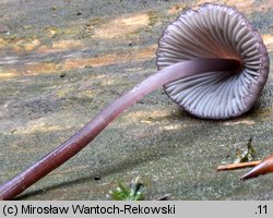 Mycena purpureofusca (grzybówka fioletowobrązowa)