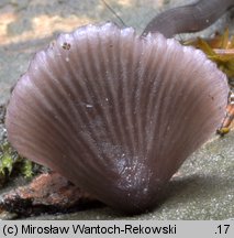 Mycena purpureofusca (grzybówka fioletowobrązowa)