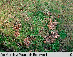 Tricholoma populinum (gąska topolowa)