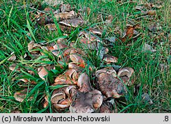 Tricholoma populinum (gąska topolowa)