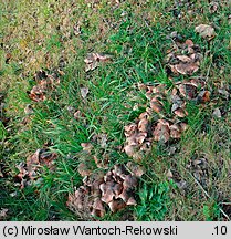 Tricholoma populinum (gąska topolowa)