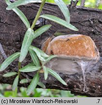 Fomitiporia hippophaeicola (guzoczyrka rokitnikowa)