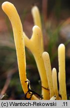 Clavaria argillacea (goździeniec gliniasty)