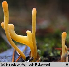 Clavaria argillacea (goździeniec gliniasty)