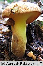 Buchwaldoboletus lignicola (złociec czerwonawy)