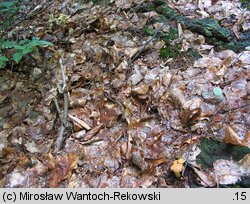 Buchwaldoboletus lignicola (złociec czerwonawy)