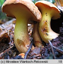 Buchwaldoboletus lignicola (złociec czerwonawy)