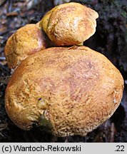 Buchwaldoboletus lignicola (złociec czerwonawy)