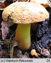 Buchwaldoboletus lignicola (złociec czerwonawy)