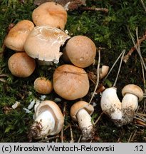 Hygrophorus nemoreus (wodnicha gajowa)