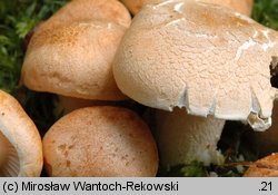 Hygrophorus nemoreus (wodnicha gajowa)