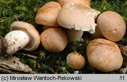 Hygrophorus nemoreus (wodnicha gajowa)