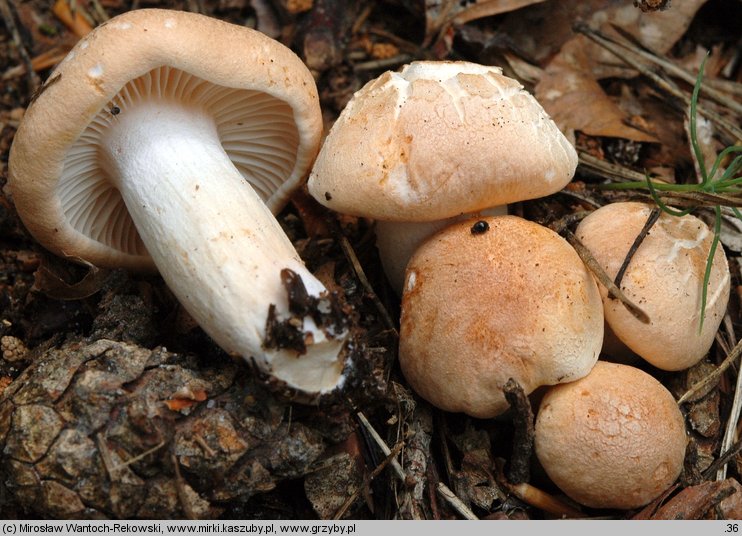 Hygrophorus nemoreus (wodnicha gajowa)