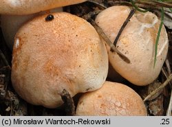 Hygrophorus nemoreus (wodnicha gajowa)