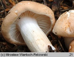 Hygrophorus nemoreus (wodnicha gajowa)