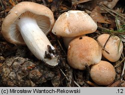 Hygrophorus nemoreus (wodnicha gajowa)