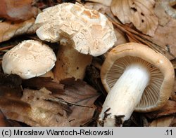 Hygrophorus nemoreus (wodnicha gajowa)