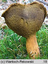 Buchwaldoboletus lignicola (złociec czerwonawy)