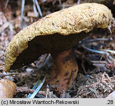 Buchwaldoboletus lignicola (złociec czerwonawy)