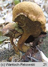 Buchwaldoboletus lignicola (złociec czerwonawy)