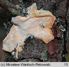 Diplomitoporus flavescens (wrośniaczek sosnowy)