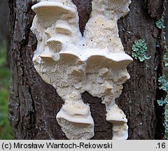 Diplomitoporus flavescens (wrośniaczek sosnowy)