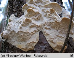 Diplomitoporus flavescens (wrośniaczek sosnowy)