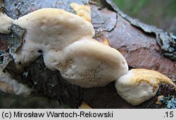 Diplomitoporus flavescens (wrośniaczek sosnowy)