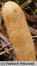 Trichoderma alutaceum