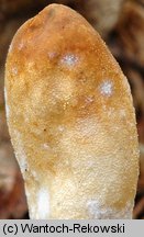 Trichoderma alutaceum