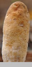 Trichoderma alutaceum