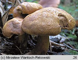 Buchwaldoboletus lignicola (złociec czerwonawy)