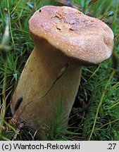 Buchwaldoboletus lignicola (złociec czerwonawy)