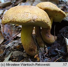 Buchwaldoboletus lignicola (złociec czerwonawy)