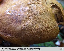 Buchwaldoboletus lignicola (złociec czerwonawy)