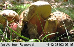 Caloboletus calopus (gorzkoborowik żółtopory)