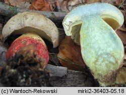 Caloboletus calopus (gorzkoborowik żółtopory)