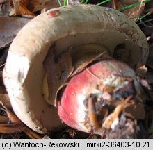 Caloboletus calopus (gorzkoborowik żółtopory)