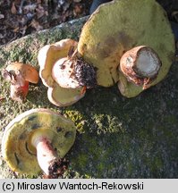 Caloboletus calopus (gorzkoborowik żółtopory)