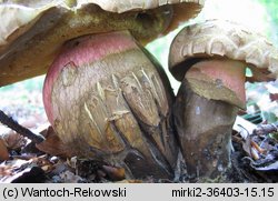 Caloboletus calopus (gorzkoborowik żółtopory)