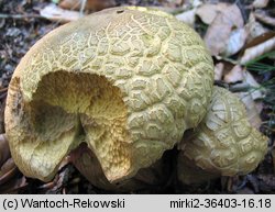 Caloboletus calopus (gorzkoborowik żółtopory)