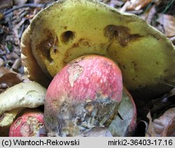 Caloboletus calopus (gorzkoborowik żółtopory)