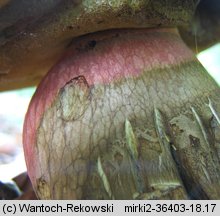 Caloboletus calopus (gorzkoborowik żółtopory)