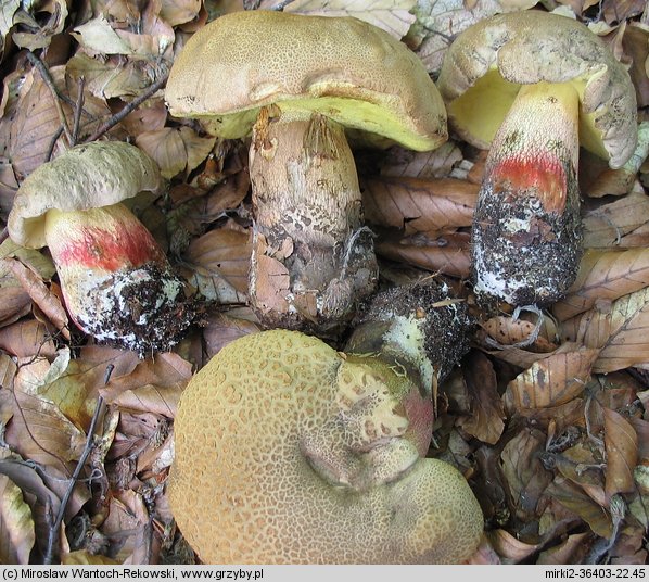 Caloboletus calopus (gorzkoborowik żółtopory)