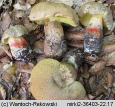 Caloboletus calopus (gorzkoborowik żółtopory)