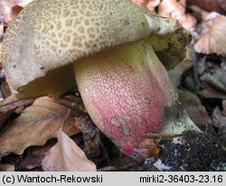 Caloboletus calopus (gorzkoborowik żółtopory)